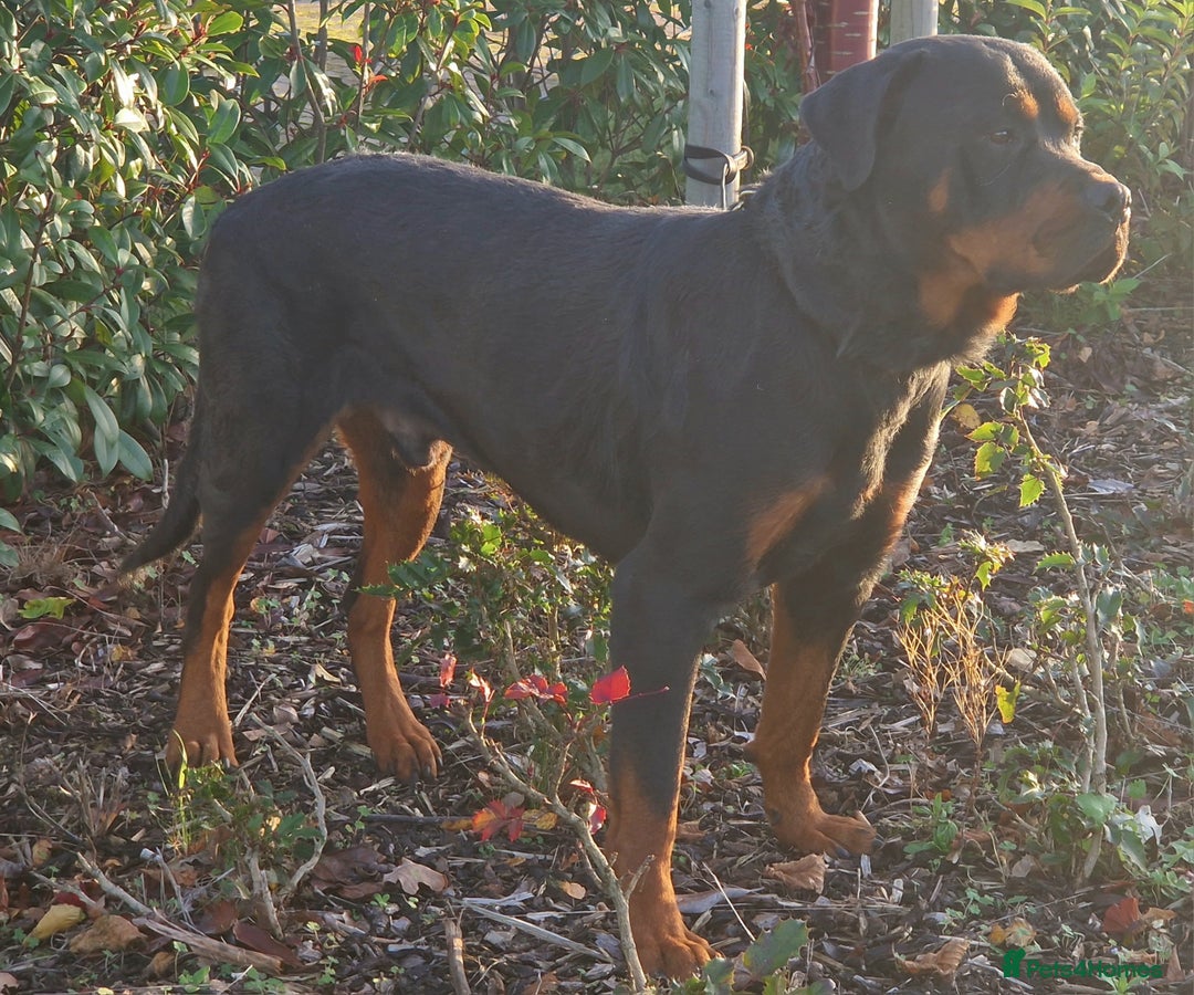 Rottweiler dogs for sale: 🔥 “Simba the Great — Now Available!” - Advert 3