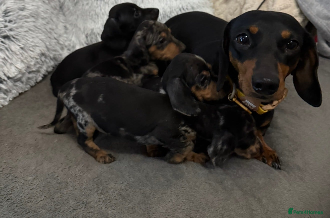 Dachshund dogs Last beautiful Dachshund puppy’s for sale - Advert 6