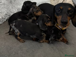 Dachshund dogs 3 Beautiful Dachshund puppy’s for sale - Advert 8