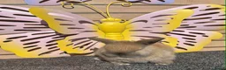 Lionhead rabbits for sale: Pure breed Lionhead  - Advert 14