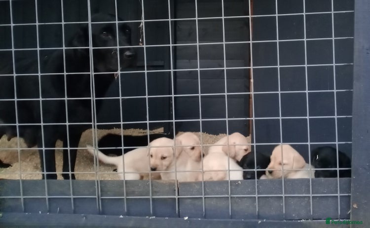 Labrador Retriever dogs - Advert 1