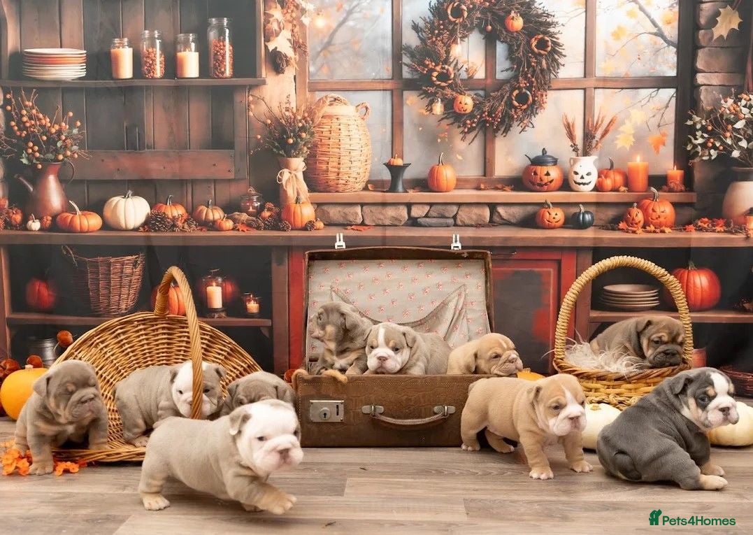 English Bulldog dogs Adoreable English bulldogs - Advert 2