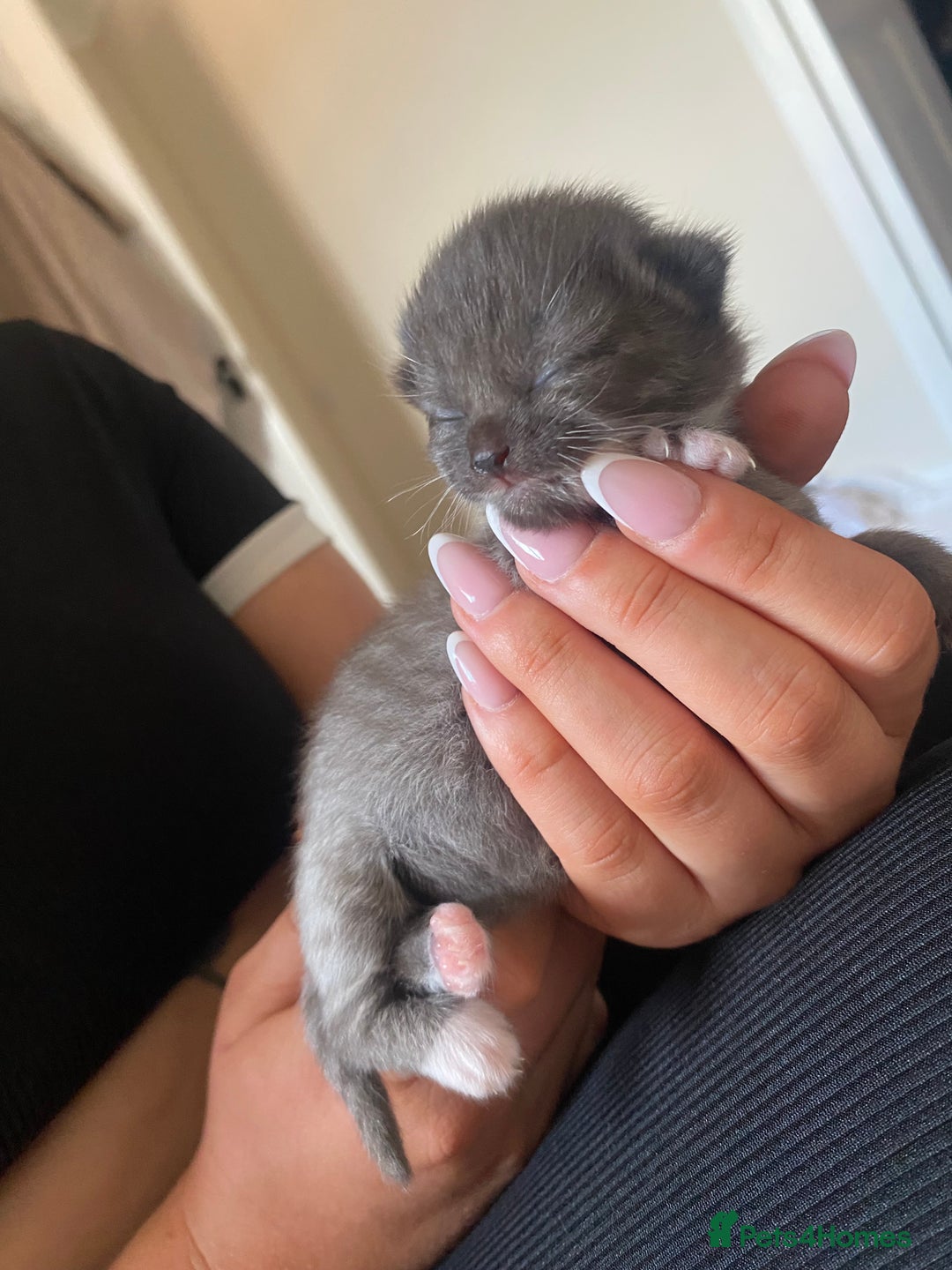 Mixed Breed cats for sale: Ragdoll X kitten for sale  - Image 6