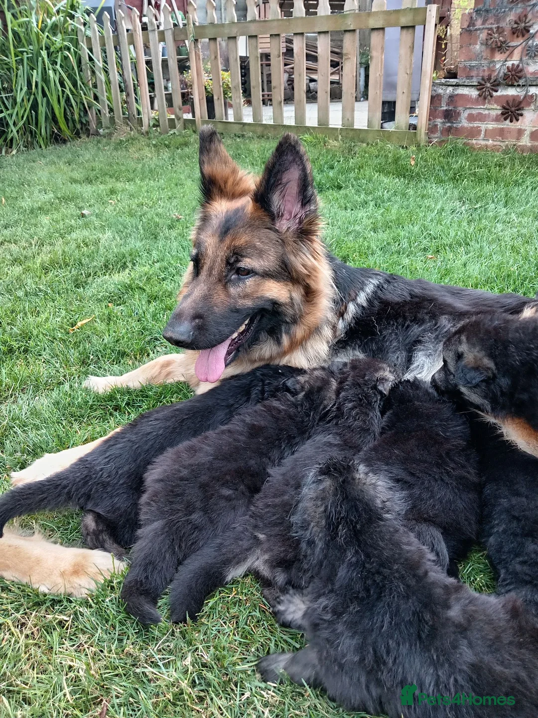 German Shepherd dogs for sale: Long Hair German Shepherd Puppies  in Chorley - Advert 1