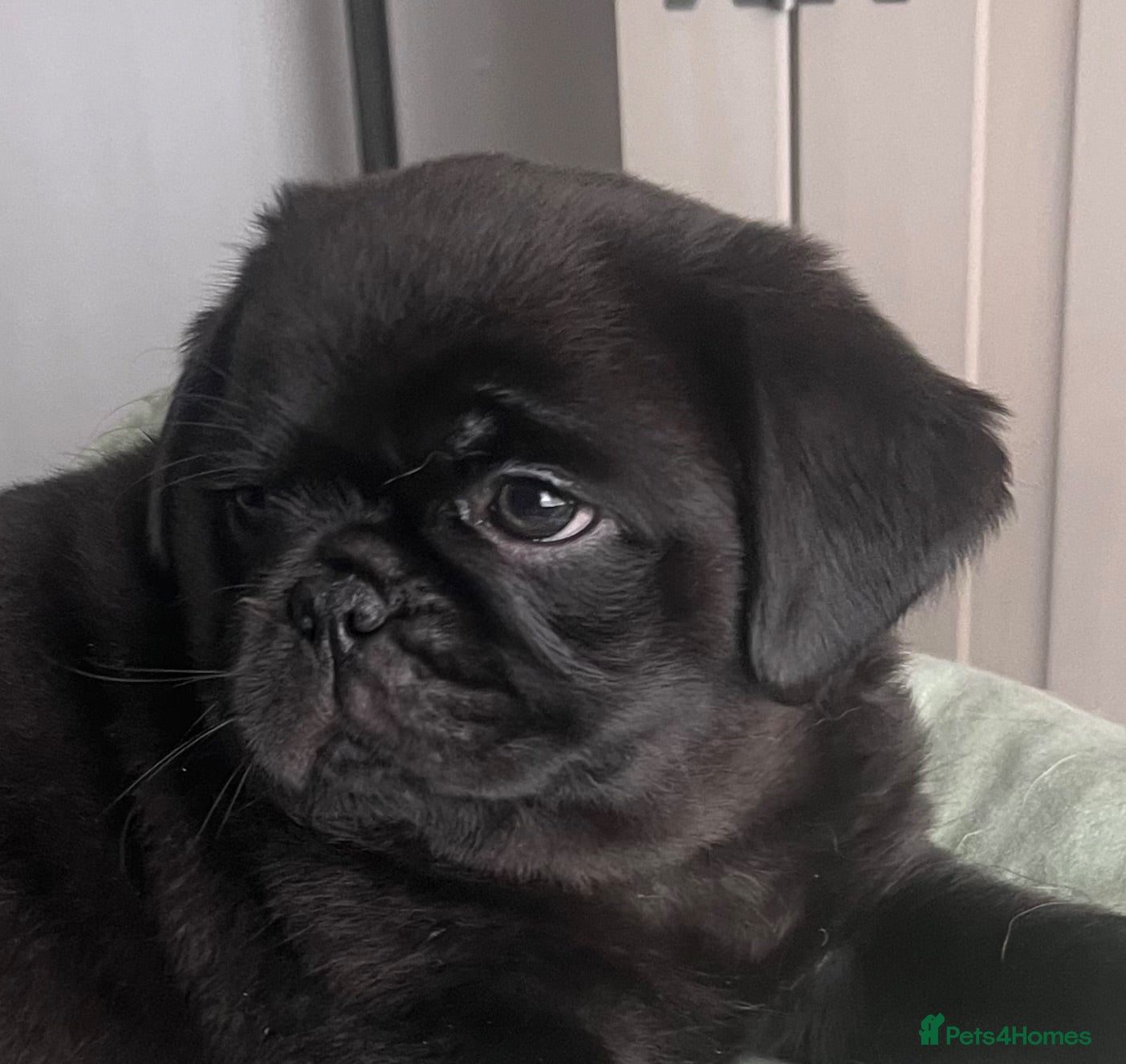 Pug dogs Fluffy teddy bear pugs husky markings KC Reg  - Advert 1