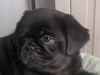 Pug dogs REDUCED Fluffy teddy bear pugs KC Reg - Advert 1