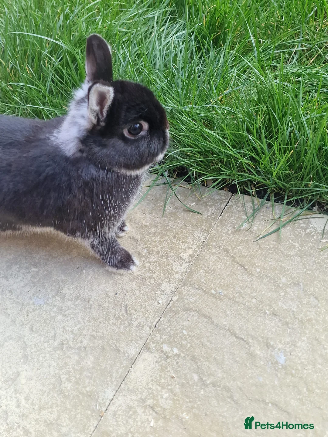 Netherland Dwarf rabbits for sale: 2 female Netherlands dwarf rabbits with hutch - Advert 21
