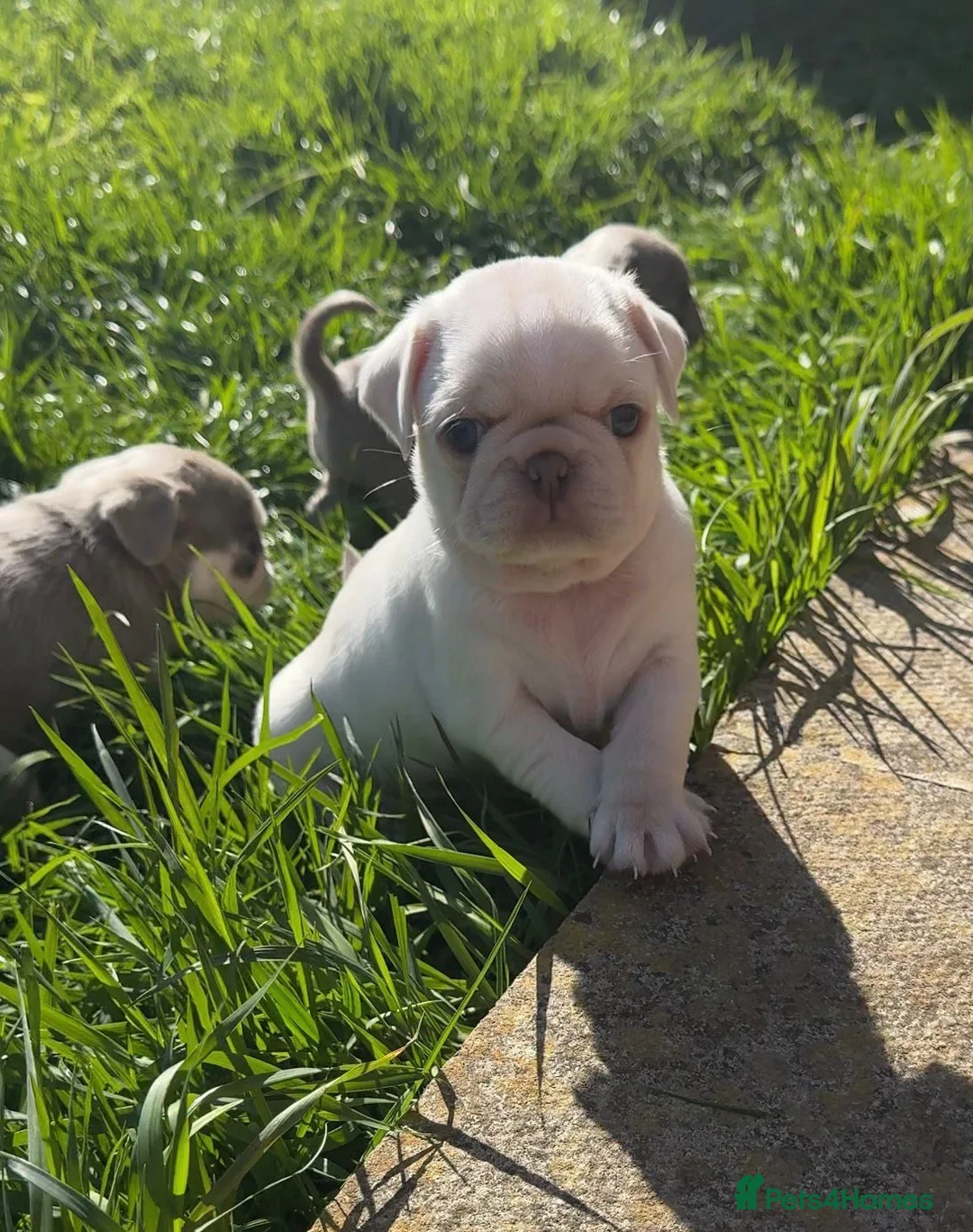 Pug dogs for sale: Pug puppies mixed litter - Advert 1