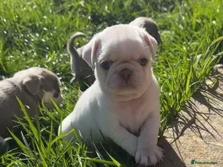 Pug dogs Pug puppies mixed litter - Advert 6