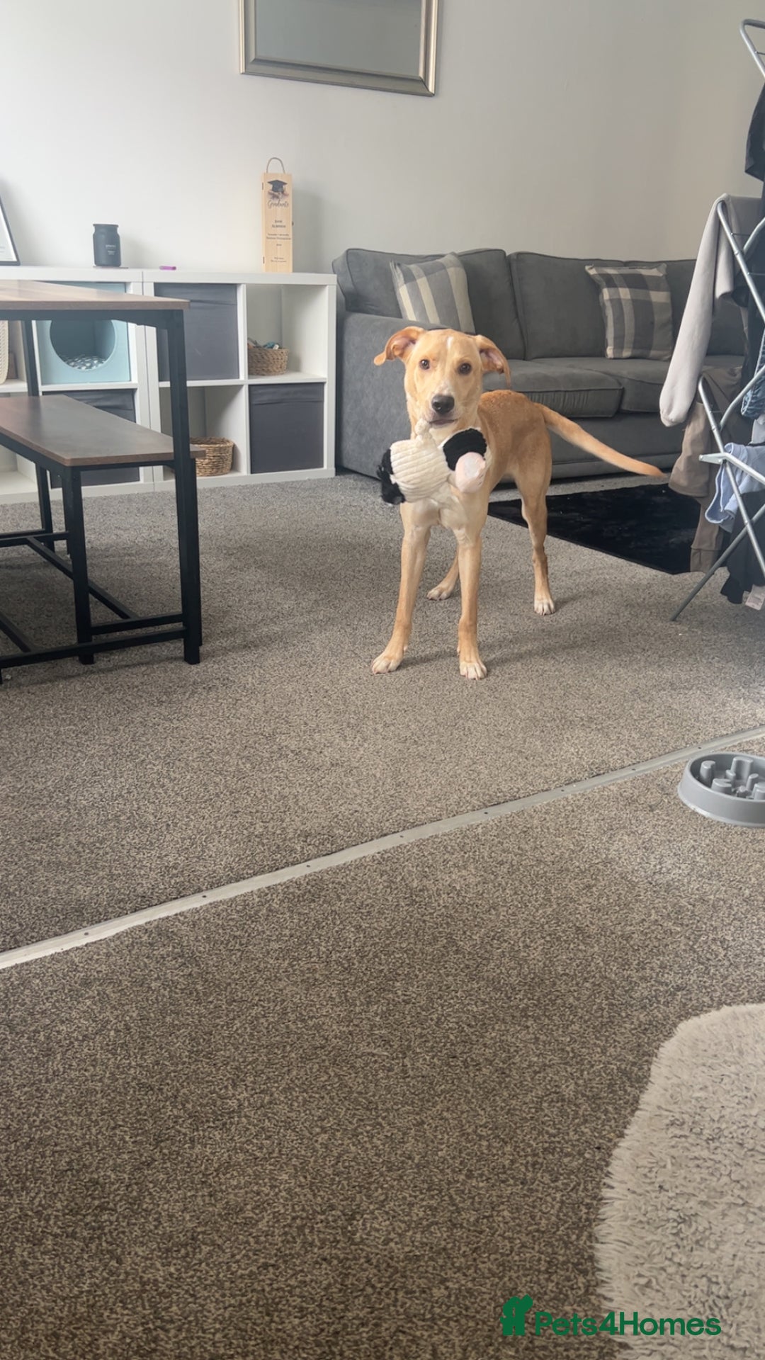 Labrador Retriever dogs for sale: Louie - Image 3
