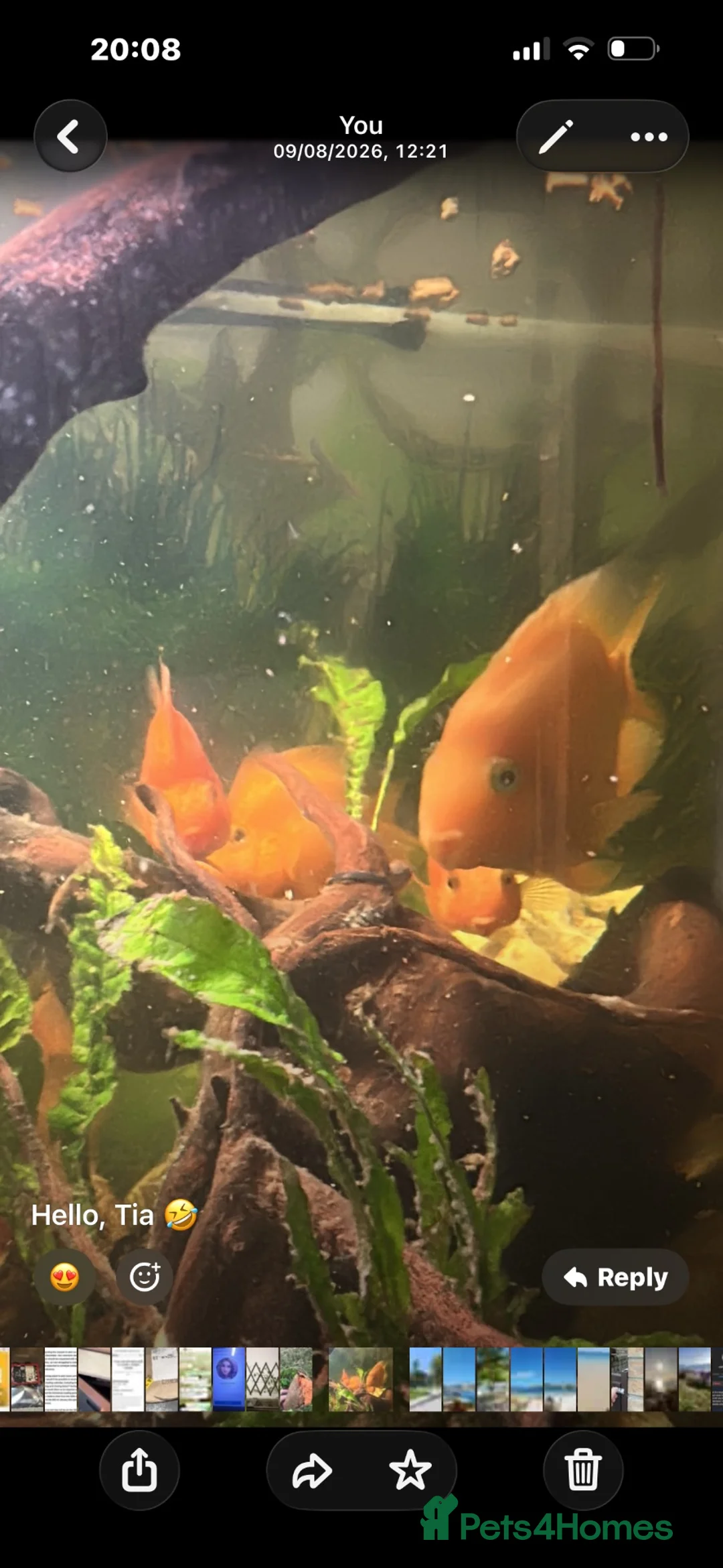 Goldfish fish for sale: 🐠 500L Aquarium – Complete Setup with Fish  in London - Advert 4