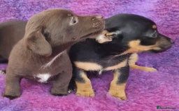 Jack Russell dogs for sale: Miniature Jack Russel’s - Image 20