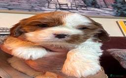 Cavalier King Charles Spaniel dogs for sale: Pedigree King Charles cavaliers - Image 6