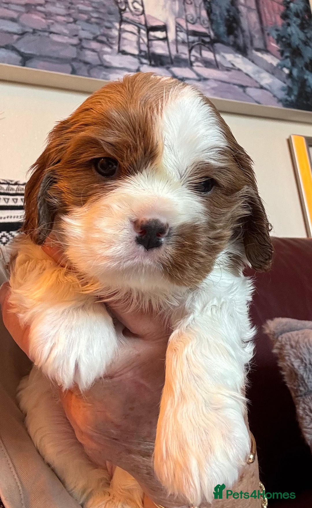 Cavalier King Charles Spaniel dogs for sale: Pedigree King Charles cavaliers - Image 6