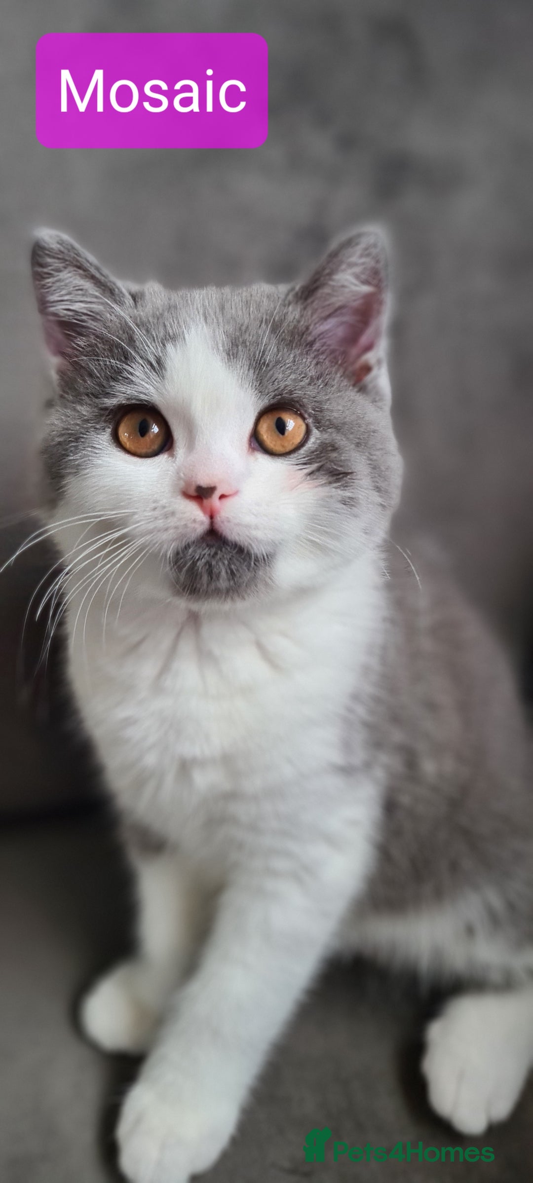 British Shorthair cats for sale: 4 PEDIGREE kittens READY TO GO! 2 LEFT - Image 17