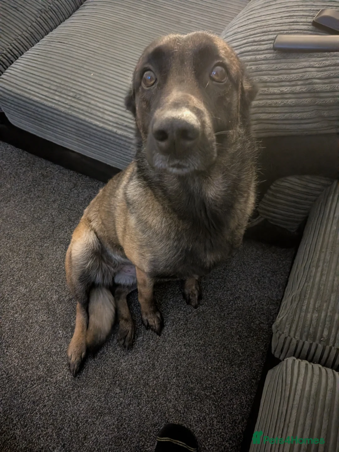 Belgian Shepherd Dog dogs for sale: Regrettable rehoming of our family pet  - Advert 1