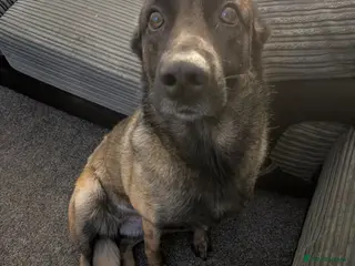 Belgian Shepherd Dog dogs Regrettable rehoming of our family pet - Advert 3