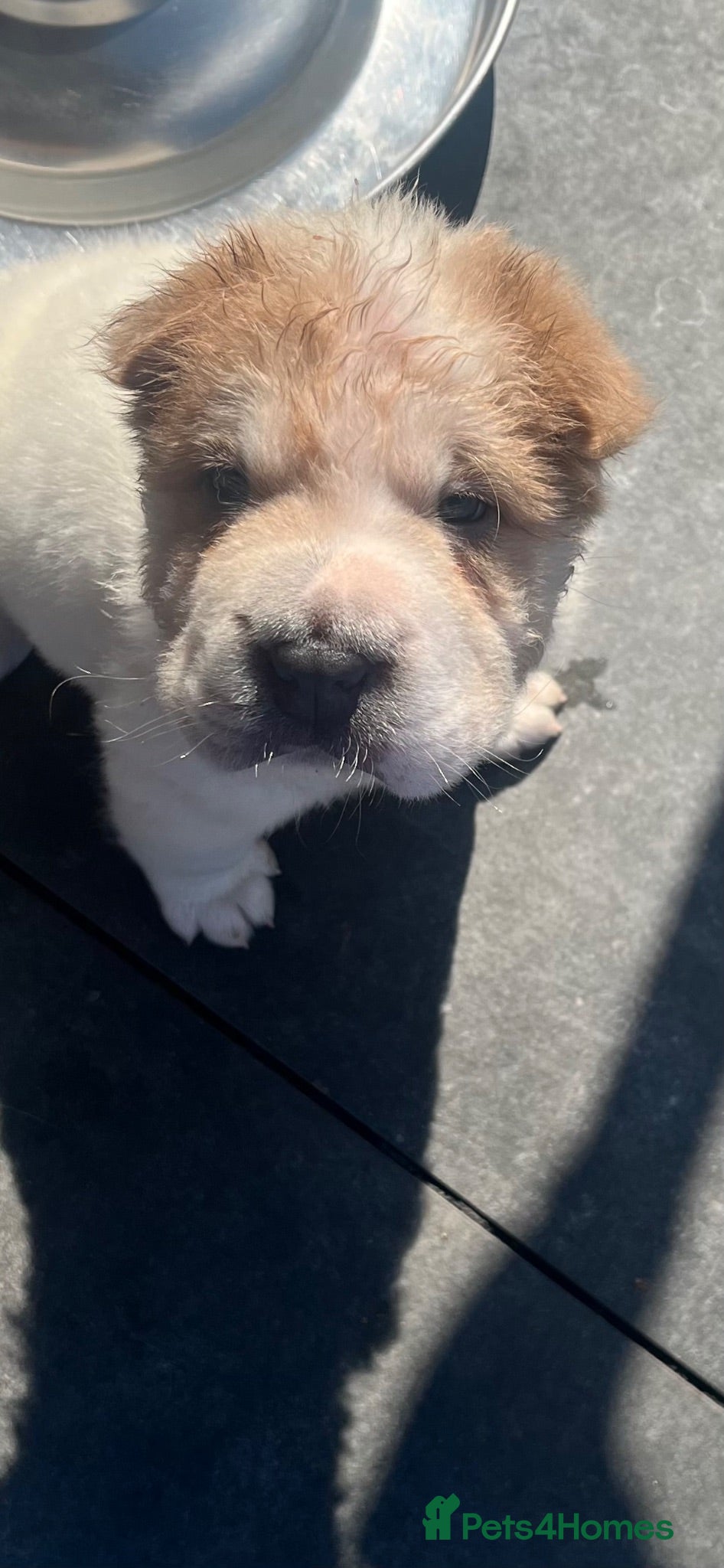 Shar Pei dogs Ready now !!! Rare flower bear coats kc - Advert 1