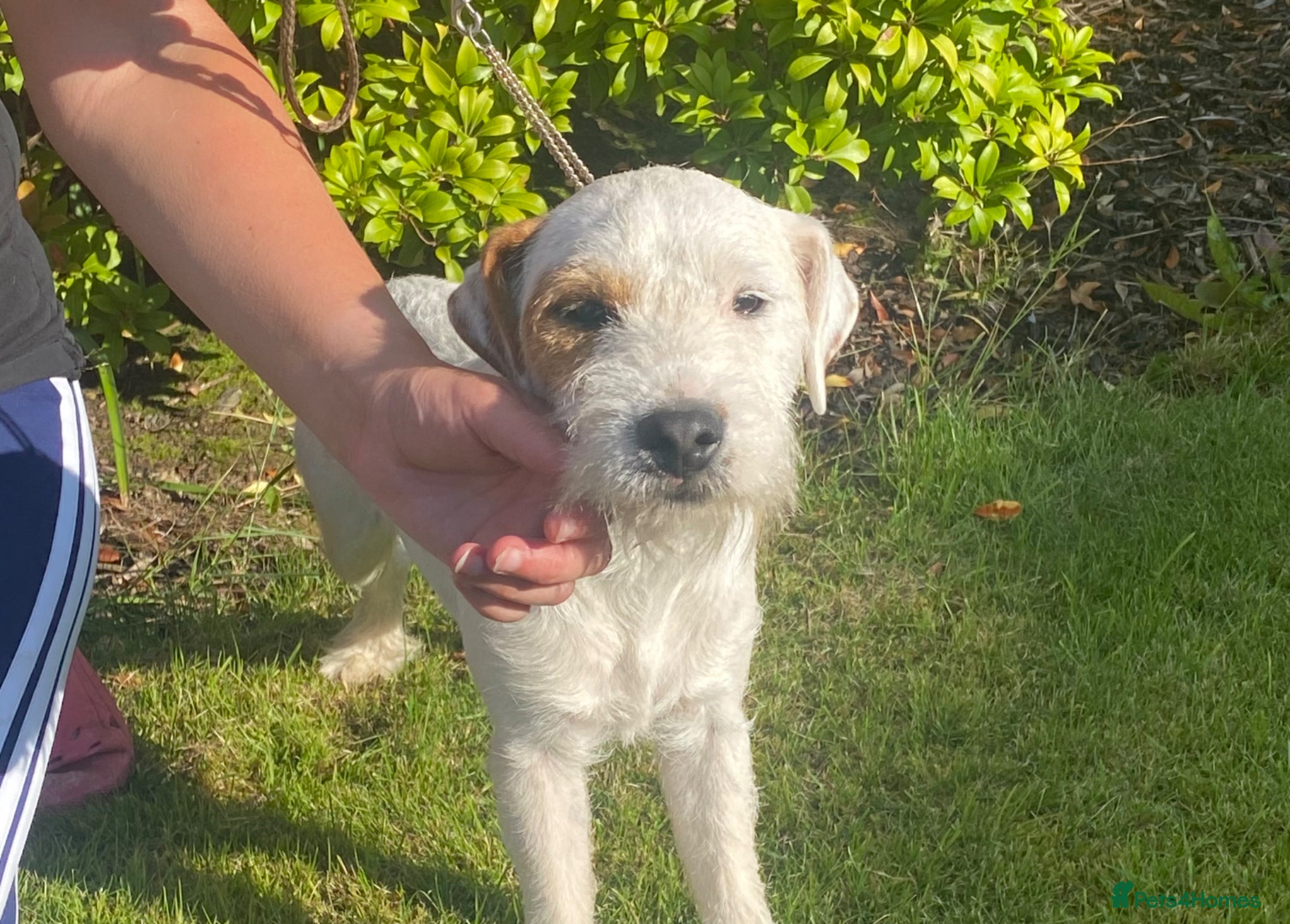 Parson Russell dogs Quality Parson Russell Adult Male - Advert 7
