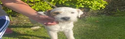 Parson Russell dogs for sale: Quality Parson Russell Adult Male - Advert 1