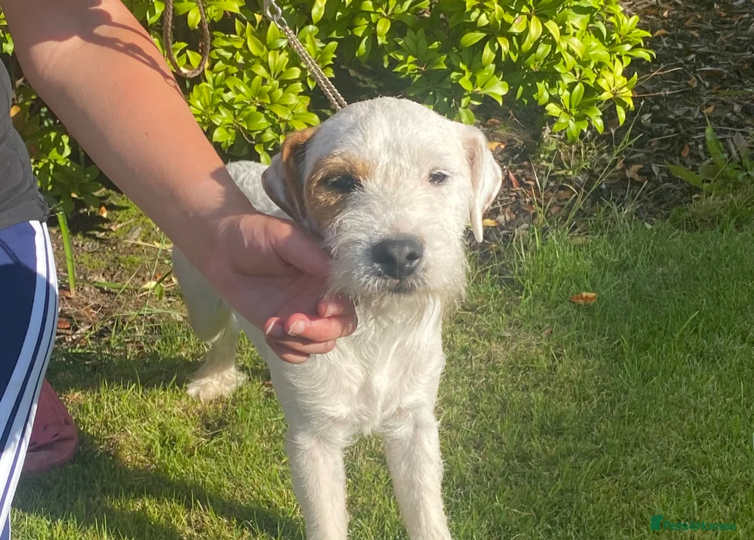 Parson Russell dogs for sale: Quality Parson Russell Adult Male - Advert 1