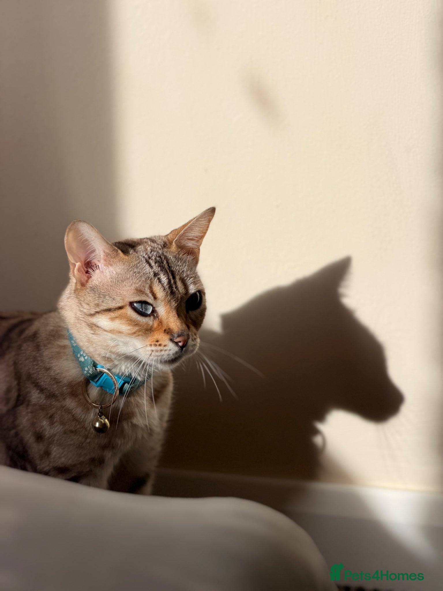 Bengal cats 🐆✨[REDUCED REDUCED!!!] LAST TWO – PURE BENGAL’S❤️ - Advert 2