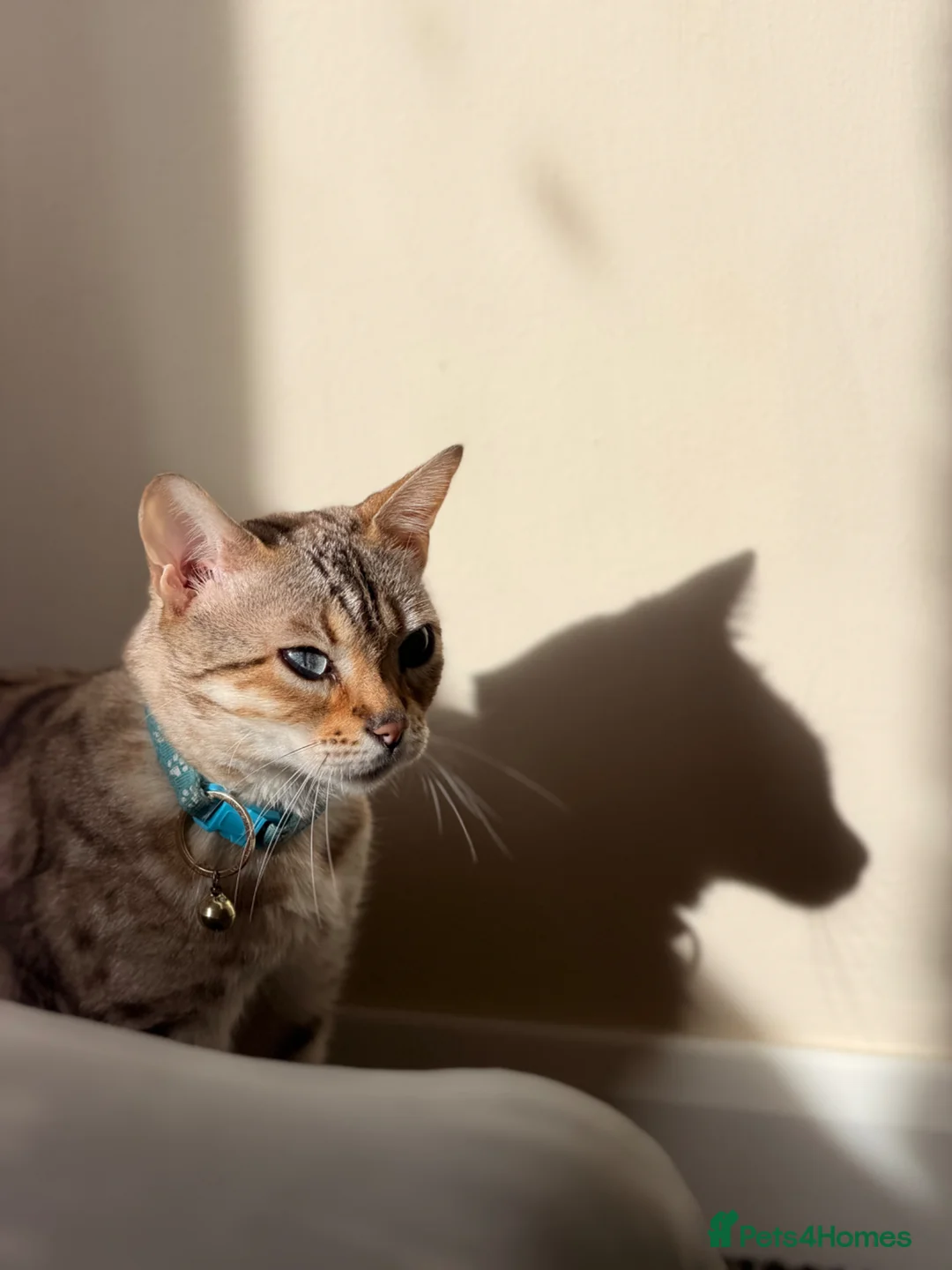 Bengal cats for sale: 🐆✨[REDUCED REDUCED!!!] LAST TWO – PURE BENGAL’S❤️ - Advert 2
