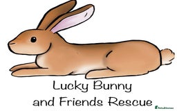 Mixed Breed rabbits for sale: Rescue Bunnies for Adoption  - Image 10