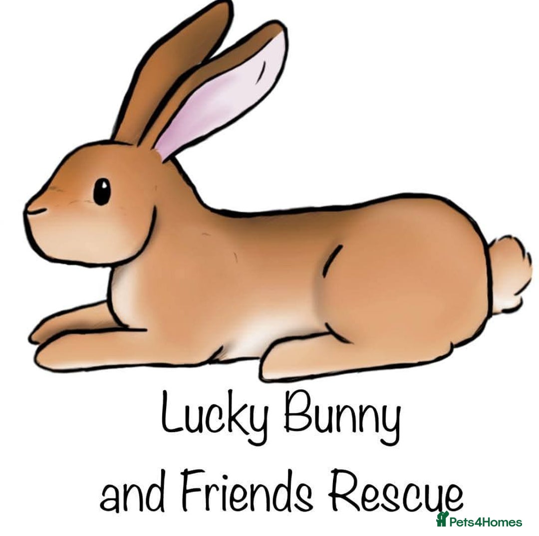 Mixed Breed rabbits for sale: Rescue Bunnies for Adoption  - Image 10