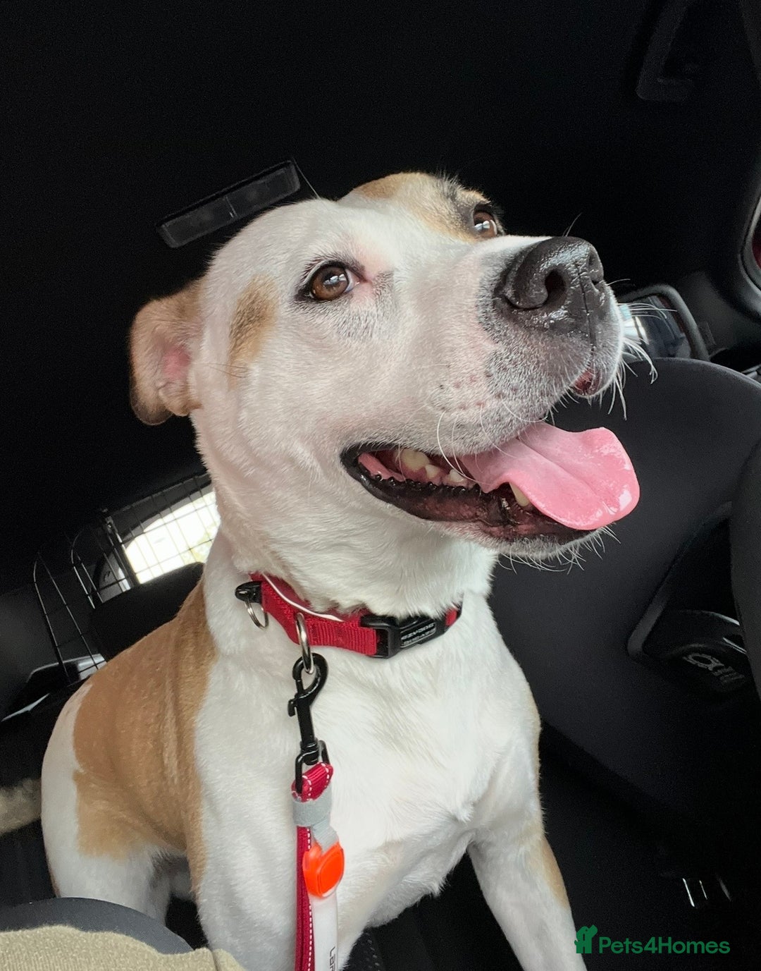 Mixed Breed dogs for sale: Staffy X Husky Pixie. - Image 1
