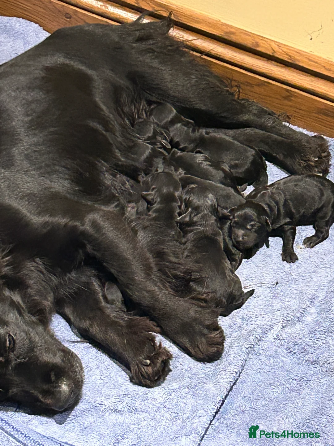 Cocker Spaniel dogs for sale: KC Registered Black Cocker Spaniels - Advert 11