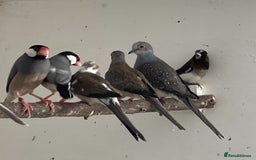 Finches birds for sale: Star finch, Bengalese, Gouldian,  zebra, Java spar - Advert 12