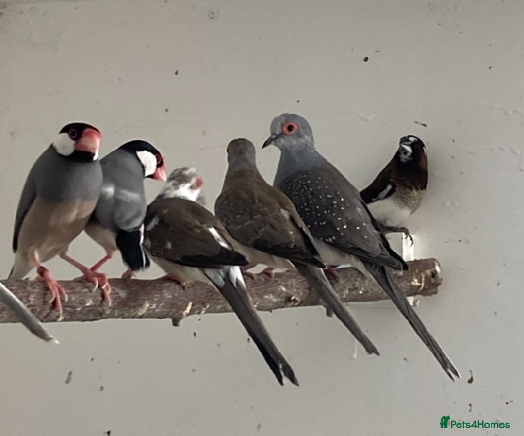 Finches birds for sale: Star finch, Bengalese, Gouldian,  zebra, Java spar - Advert 12