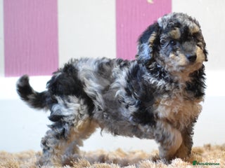 Miniature Poodle dogs - Advert 3