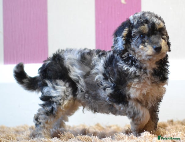 Miniature Poodle dogs - Advert 2