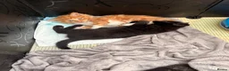 Mixed Breed cats for sale: 3 beautiful kittens for sale - Advert 4