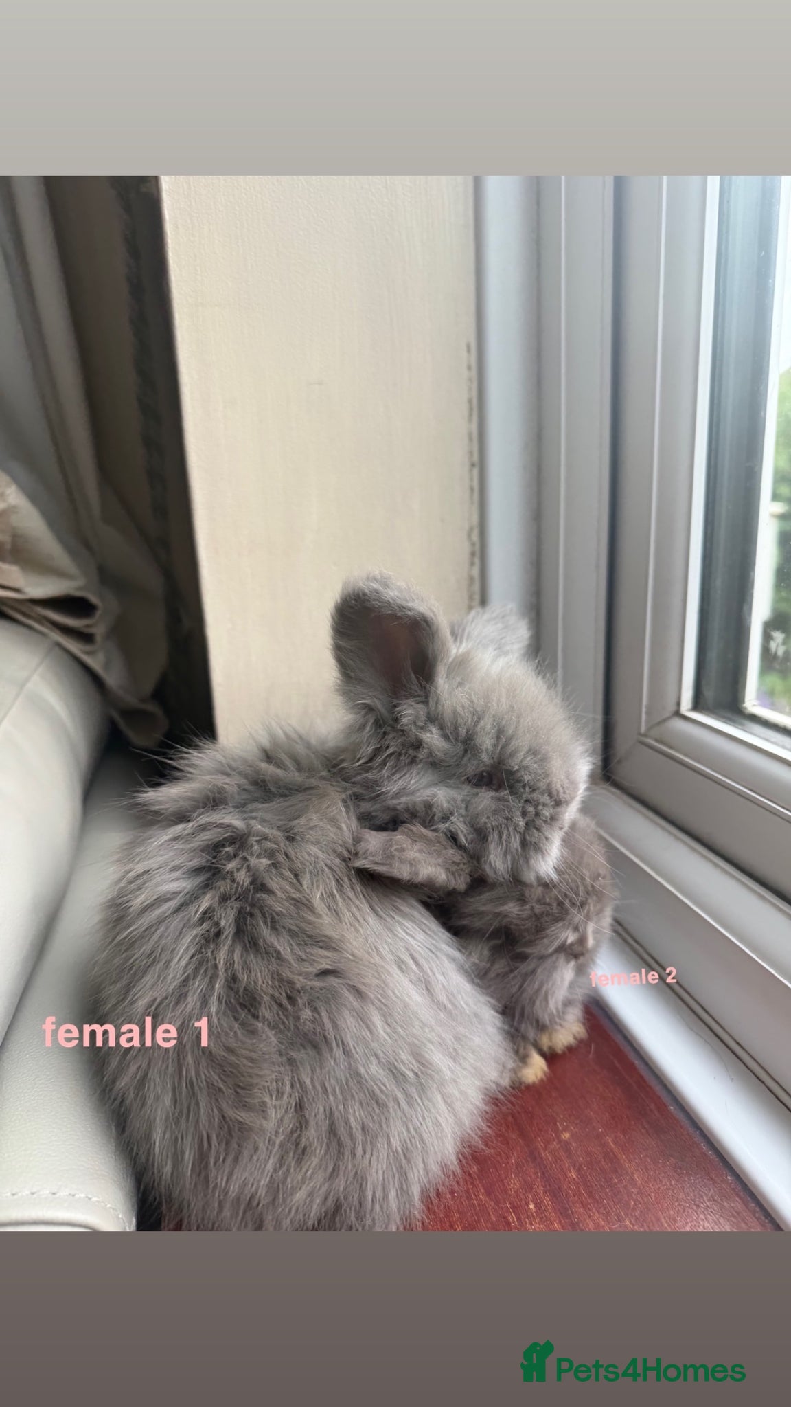 Angora rabbits for sale: pedigree english angora  - Advert 6