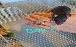 Rat rodents for sale: Baby fancy rats male and female available  - Image 2