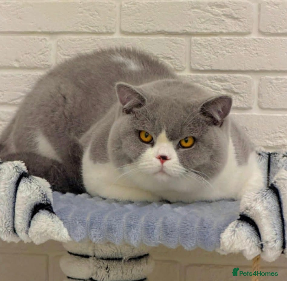 British Shorthair cats BI COLOUR BLUE STUD GCCF & TICA 🎲 - Advert 1