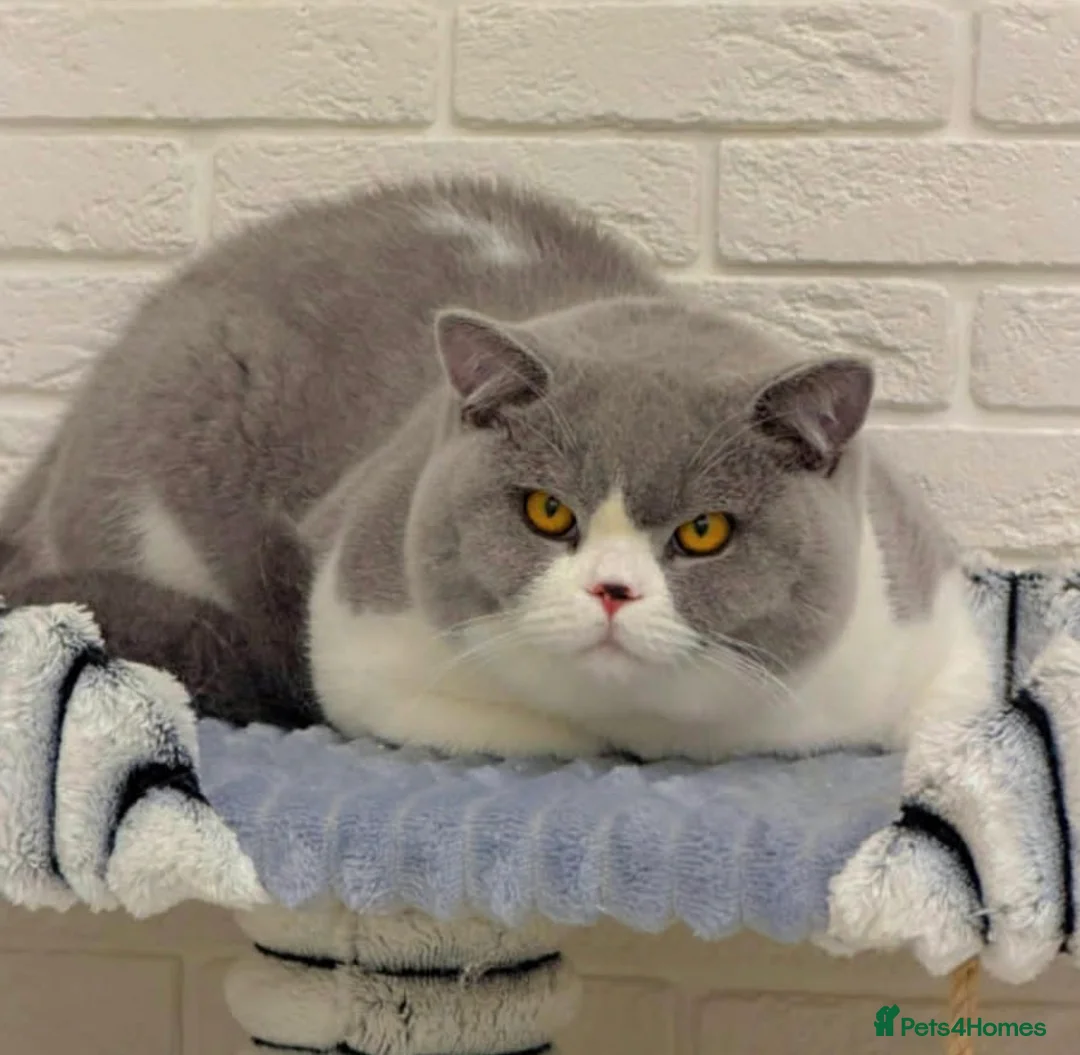 British Shorthair cats for stud: BI COLOUR BLUE STUD GCCF & TICA 🎲 - Advert 1