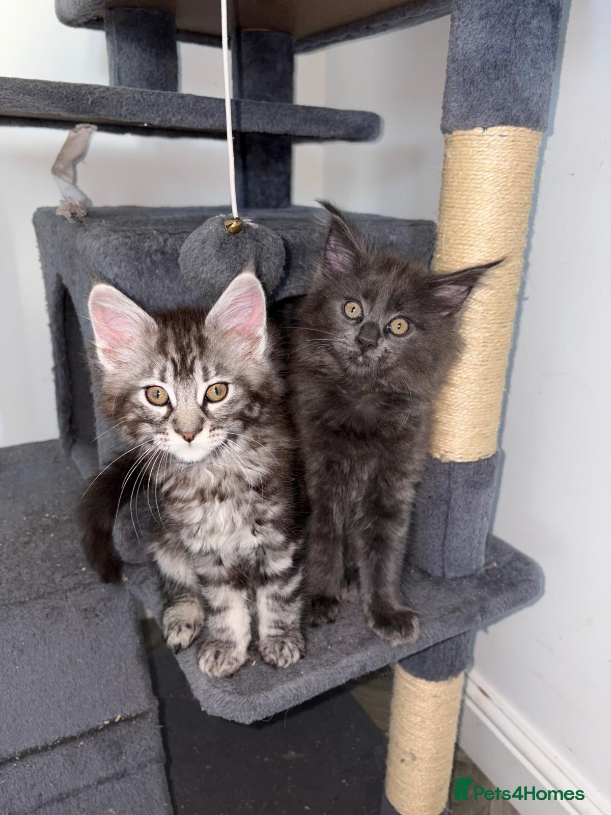 Maine Coon cats Tica Reg Maine Coon Kittens - Advert 1