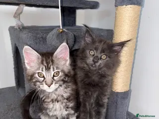 Maine Coon cats Tica Reg Maine Coon Kittens - Advert 1