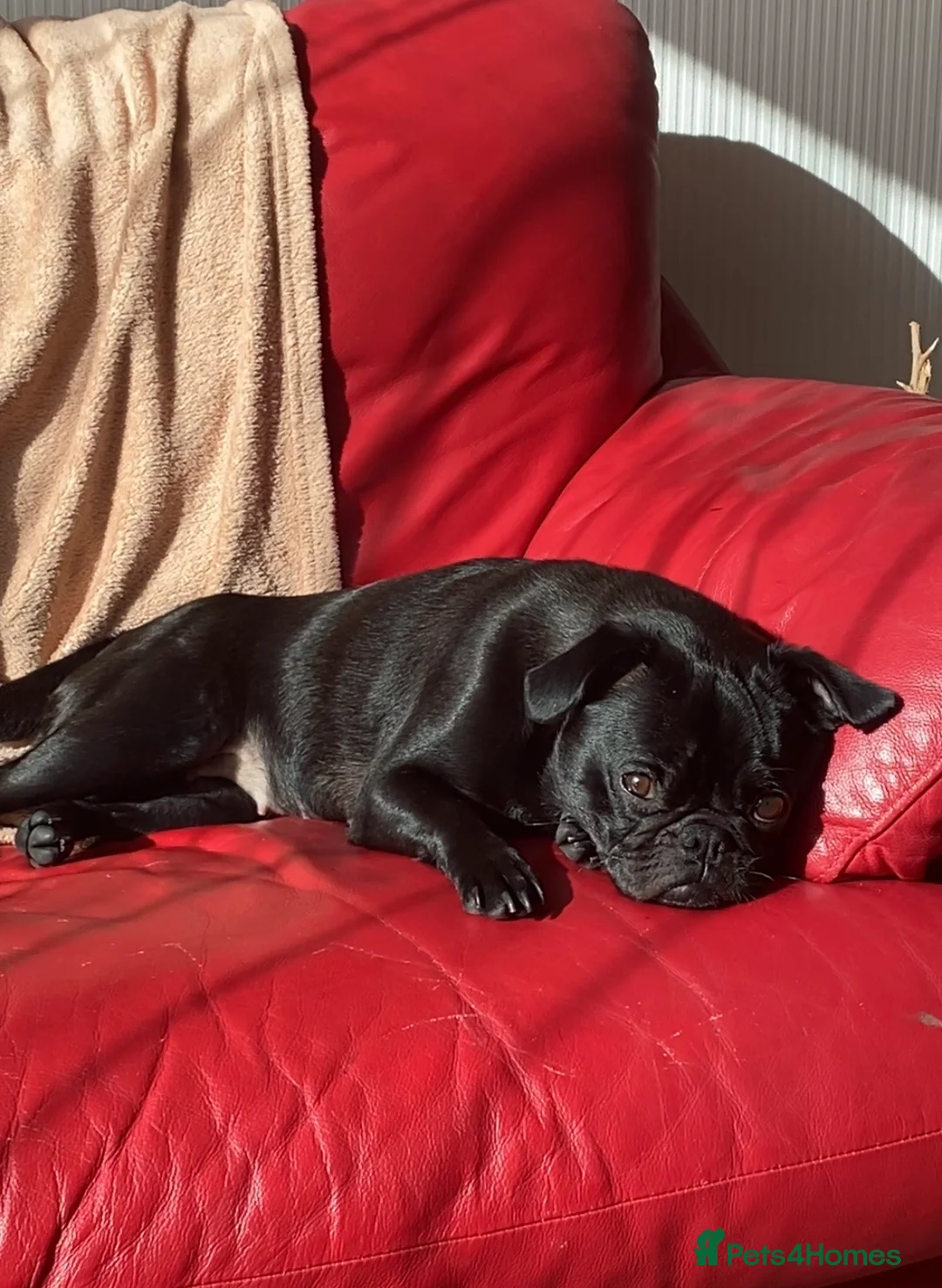 Pug dogs for sale: Lovely pug - Advert 3