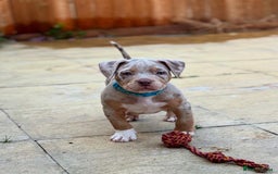 American Bully dogs for sale: FEMALE POCKET BULLY AVAILABLE🤩🏡🩷 - Image 5
