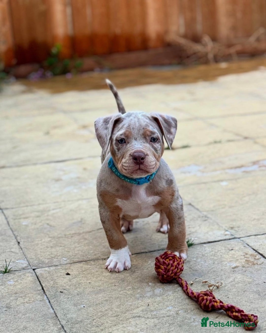 American Bully dogs for sale: FEMALE POCKET BULLY AVAILABLE🤩🏡🩷 - Image 5