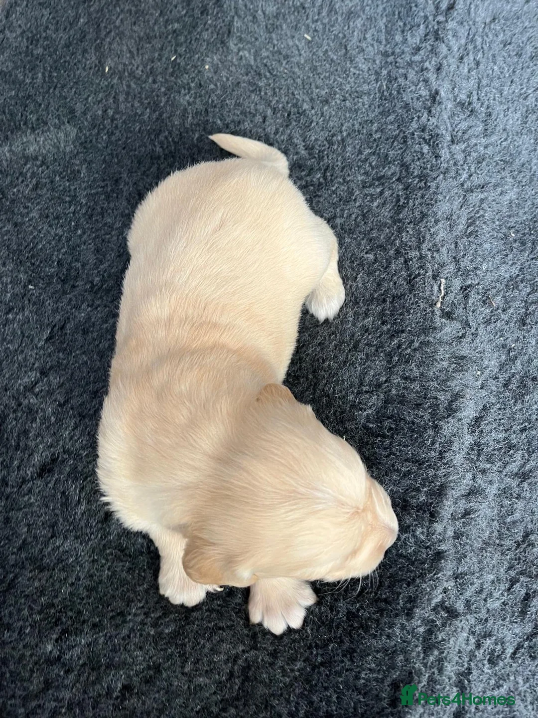 Golden Retriever dogs for sale: Kennel Club Health Tested Golden Retriever Puppies - Advert 8