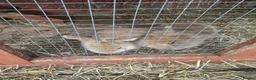 Dwarf Lop rabbits for sale: Dwarf bunnies - Advert 2