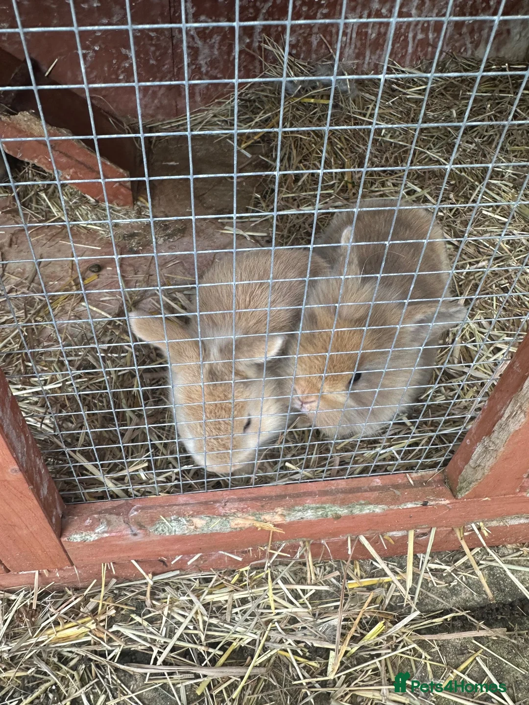 Dwarf Lop rabbits for sale: Dwarf bunnies - Advert 2