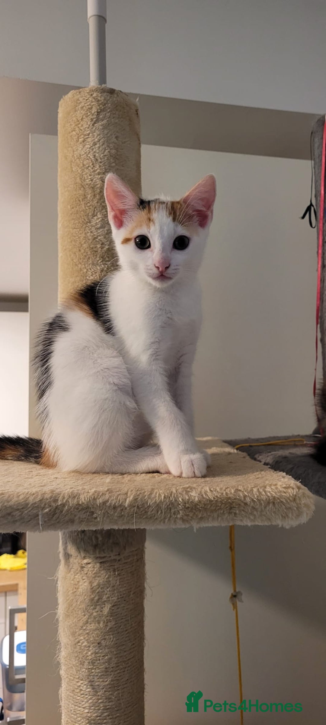 Domestic Shorthair cats for sale: Two beautiful kittens for sale - Image 3