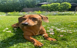 Miniature Dachshund dogs for stud: RODNEY for stud  - Image 1